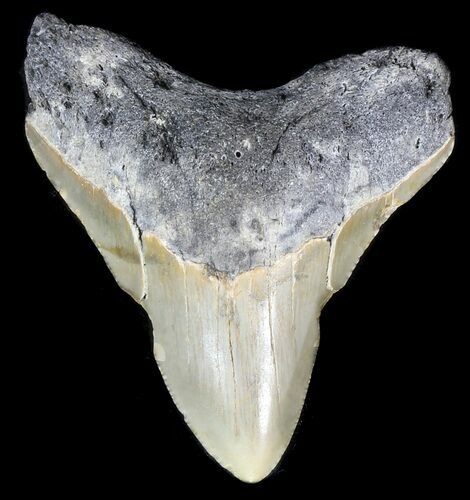 Juvenile Megalodon Tooth - North Carolina #56644